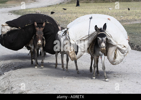 Laden asini Pal Kotal ho Guk tra Chakhcharan e marmellata Afghanistan Asia Foto Stock