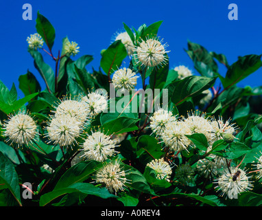 Buttonbush Foto Stock