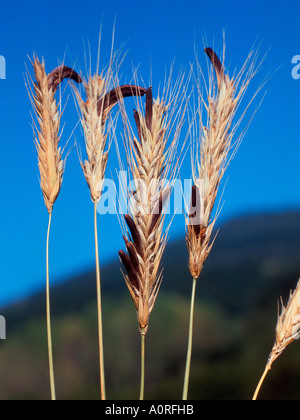 Segale le orecchie con la segala cornuta Foto Stock