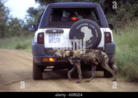 African Hunting Dog vicino al Freelander Land Rover nel Parco Nazionale Kruger Sud Africa il cane indossa un collare di radio Foto Stock