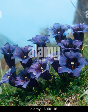 Clusius la genziana di Foto Stock