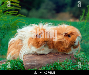 In Perù Guinea Pig Foto Stock