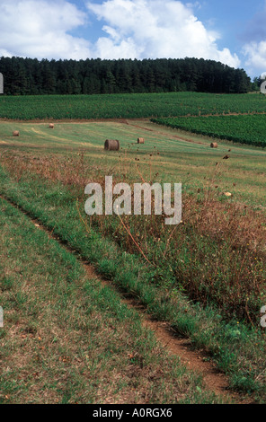 Grands Crus di lunga distanza sentiero GR7 attraverso vigneti e campi di fieno, Marey les Fussey, Nuits St Georges, Cote d'Or, Borgogna Foto Stock