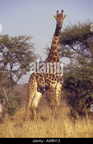 La giraffa nel Parco Nazionale Kruger Sud Africa Foto Stock