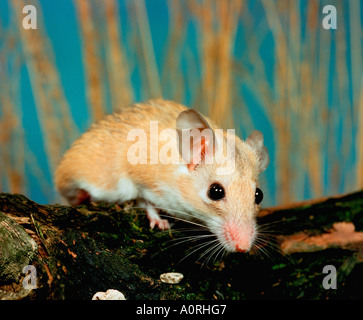 Topo spinoso Foto Stock
