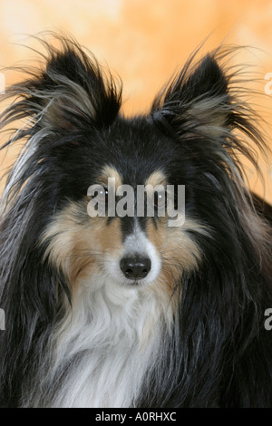 Sheltie / Shetland Sheepdog Foto Stock