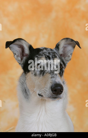 Smooth Collie Foto Stock