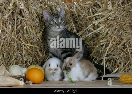 Il gatto domestico e il coniglio nano Foto Stock