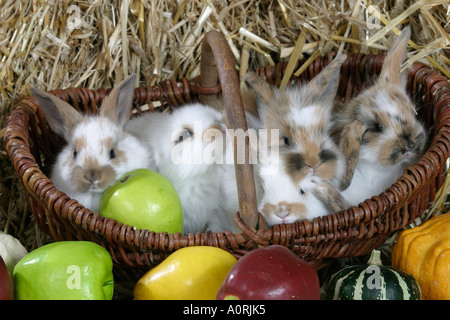 Lop-eared Dwarf Rabbit Foto Stock