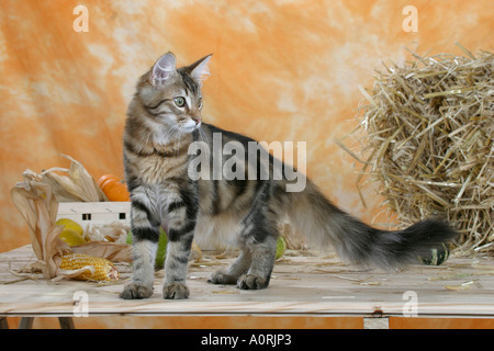 Norvegese delle Foreste Foto Stock