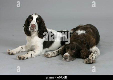 English Springer Spaniel Foto Stock