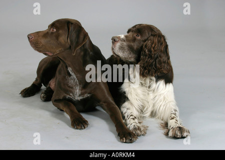 Il tedesco Shorthaired puntatore e English Springer Spaniel Foto Stock