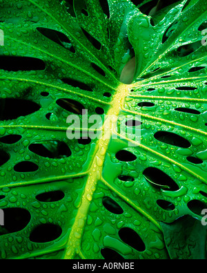 Gocce di pioggia sulla Monstera Iao Valley State Park Isola di Maui Hawaii Foto Stock