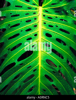 Impianto di monstera in pioggia Iao Valley State Park Maui Hawaii Foto Stock