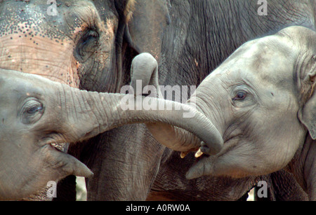 Baby elefanti giocando per lo Zoo di Chester Cheshire England Regno Unito Foto Stock