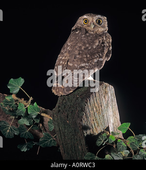 Piccolo gufo Athena noctua adulto di notte Foto Stock