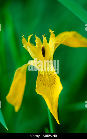 Iris gialla / Wasserschwertlilie / Gelbe Schwertlilie / Sumpfschwertlilie Foto Stock
