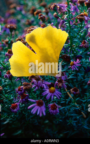 Maidenhair Tree / Ginkgo Foto Stock