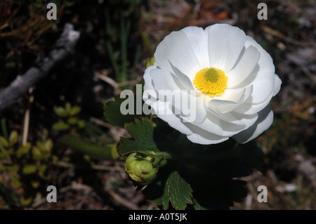 Mt Cook Lily Ranunculus lyallii il ranuncolo più grande nel mondo Aoraki Mt Cook National Park in Nuova Zelanda Foto Stock