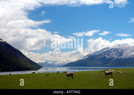 Pecore in un prato verde accanto al lago Wakatipu vicino a Queenstown Nuova Zelanda Foto Stock