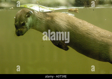 Lontra europea / Lontra di fiume Foto Stock