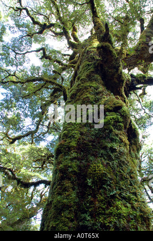 Moss tronco coperto di antica faggio Nothofagus sp Foto Stock
