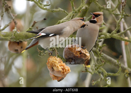 Bohemian Waxwing Foto Stock