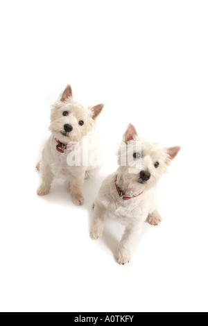 West Highland White Terrier. Foto Stock