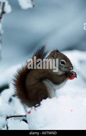 Scoiattolo rosso Foto Stock