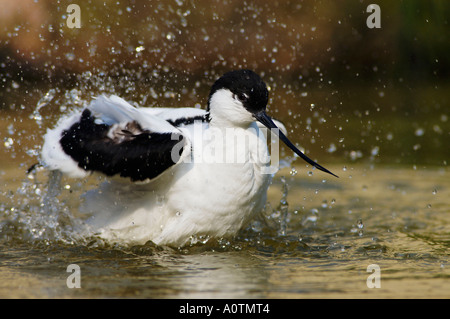Avocetta Foto Stock