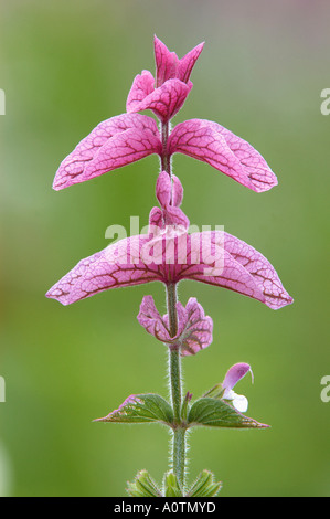 Verniciato verde salvia Foto Stock
