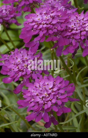 Globo Candytuft / Candytuft comune Foto Stock