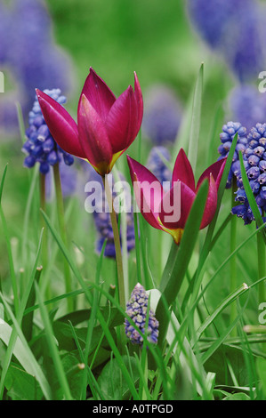 Tulipano selvatico e Giacinto di uva Foto Stock
