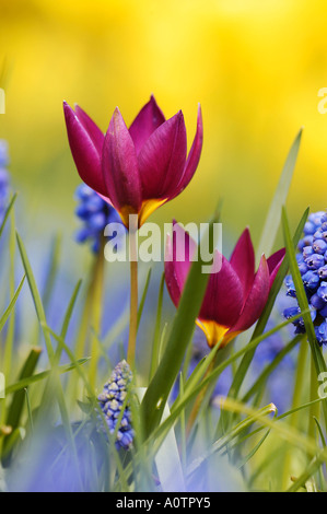 Tulipano selvatico Foto Stock