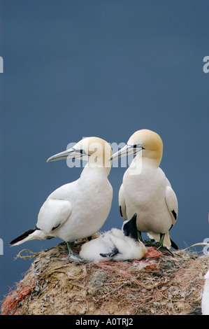 Sula bassana Foto Stock