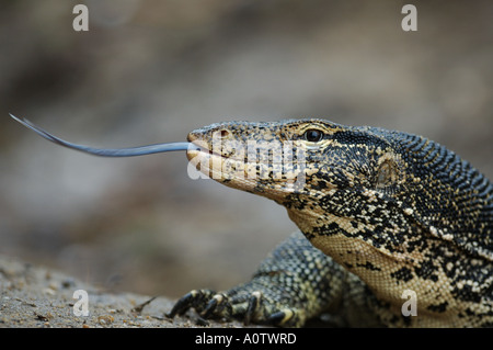 Enormi Monitor acqua Lizard (Varanus salvator) spostando la sua lingua biforcuta fuori iin Sri Lanka Foto Stock