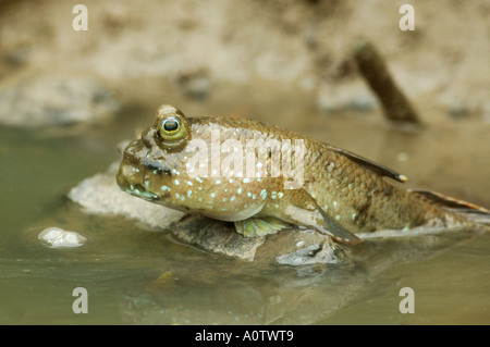Mudskipper di riposo in Bangkok palude di mangrovie Foto Stock