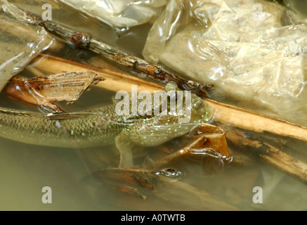 Mudskipper in appoggio tra la spazzatura in un Bangkok palude di mangrovie Foto Stock