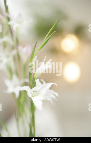 Close up dei gigli bianchi Foto Stock