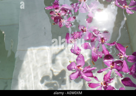 Angolo di alta vista di fiori di gelsomino in acqua Foto Stock