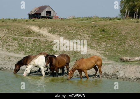 Quattro cavalli a Watering Hole stagno con vecchio fienile Ontario Foto Stock