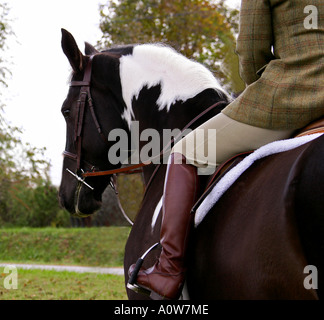 Cavallo e cavaliere Foto Stock