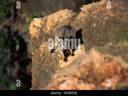 Nero Footed Rock Wallaby, Australia Foto Stock