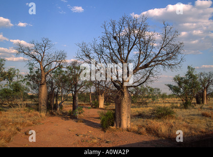 Alberi Boab, Kimerley, Australia Foto Stock