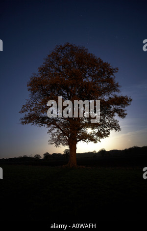 Unico albero di quercia IN MOONLGHT Foto Stock