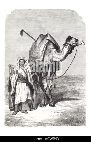 Camel driver Red sea Arabo Saudita nave da trasporto animali del deserto dromedario medio oriente viaggio beduino trek hump bestia onere Berb Foto Stock