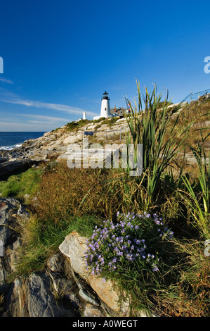 Blooming Aestri sulla costa frastagliata con Pemaquid Point Lighthouse in background Pemaquid Point Maine Foto Stock