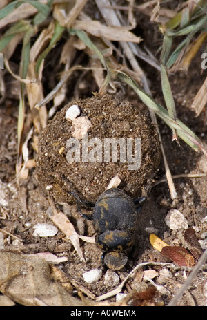 Dung Beetle Rolling Ball di sterco attraverso il deserto piano Tamaulipas Messico Foto Stock