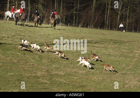Segugi corrono attraverso un campo del South Downs, West Sussex durante un fox hunt. Foto Stock