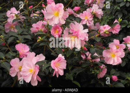 Camellia Bush Snippet in pieno fiore Foto Stock